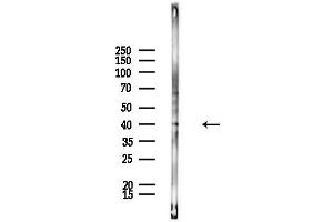 anti-Guanine Nucleotide Binding Protein, alpha Stimulating, Olfactory Type (GNAL) (Internal Region) antibody
