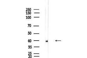 anti-G Protein-Coupled Receptor 132 (GPR132) (C-Term) antibody