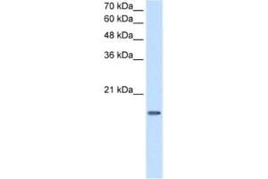 Western Blotting (WB) image for anti-Deoxyuridine Triphosphatase (DUT) antibody (ABIN2462918) (Deoxyuridine Triphosphatase (DUT) antibody)