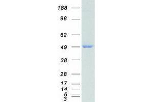 Isocitrate Dehydrogenase Protein (IDH) (Myc-DYKDDDDK Tag)