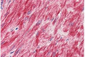 Anti-ELTD1 antibody  ABIN1048540 IHC staining of human prostate, smooth muscle. (ELTD1 antibody  (N-Term))