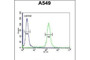 Flow cytometric analysis of A549 cells (right histogram) compared to a negative control cell (left histogram). (KLHL9 antibody  (AA 299-326))