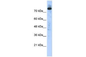 Western Blotting (WB) image for anti-Phospholipase D2 (PLD2) antibody (ABIN2458301) (Phospholipase D2 antibody)