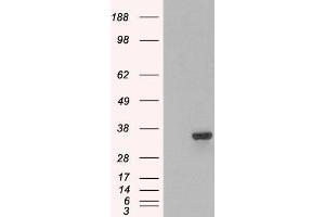 HEK293 overexpressing PSMF1 (ABIN5437750) and probed with ABIN184933 (mock transfection in first lane). (PSMF1 antibody  (C-Term))
