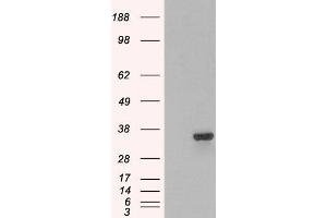 HEK293 overexpressing PSMF1 (ABIN5437750) and probed with ABIN184933 (mock transfection in first lane). (PSMF1 antibody  (C-Term))