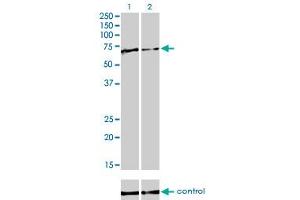 Western blot analysis of FUBP1 over-expressed 293 cell line, cotransfected with FUBP1 Validated Chimera RNAi (Lane 2) or non-transfected control (Lane 1).