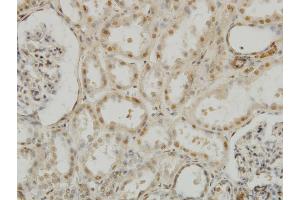 Immunoperoxidase of monoclonal antibody to MEOX2 on formalin-fixed paraffin-embedded human kidney. (MEOX2 antibody  (AA 1-303))