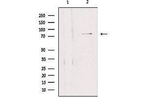 Western blot analysis of extracts from 293, using SLC5A3 Antibody.