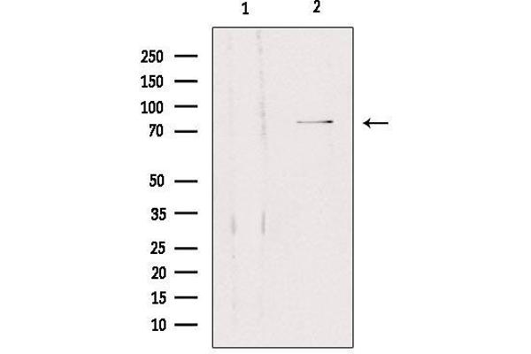 SLC5A3 antibody