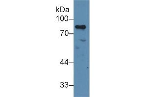 Western Blot; Sample: Human Jurkat cell lysate; Primary Ab: 2µg/ml Rabbit Anti-Human MYB Antibody Second Ab: 0. (MYB antibody  (AA 305-558))