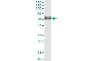 Immunoprecipitation of CD14 transfected lysate using anti-CD14 MaxPab rabbit polyclonal antibody and Protein A Magnetic Bead , and immunoblotted with CD14 purified MaxPab mouse polyclonal antibody (B02P) . (CD14 antibody  (AA 1-375))