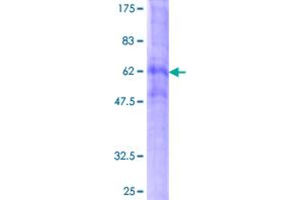 Serotonin Receptor 4 Protein (HTR4) (AA 1-388) (GST tag)