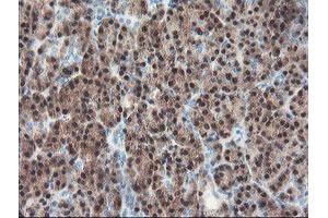 Immunohistochemical staining of paraffin-embedded Human pancreas tissue using anti-PGM3 mouse monoclonal antibody. (Phosphoglucomutase 3 antibody)