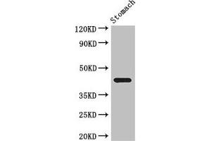 Western Blot Positive WB detected in: Mouse stomach tissue All lanes: SLC35A2 antibody at 3. (SLC35A2 antibody  (AA 136-234))