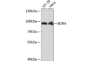 Western blot analysis of extracts of various cell lines, using BORA antibody (ABIN6131437, ABIN6137628, ABIN6137629 and ABIN6217984) at 1:3000 dilution. (BORA antibody  (AA 320-619))