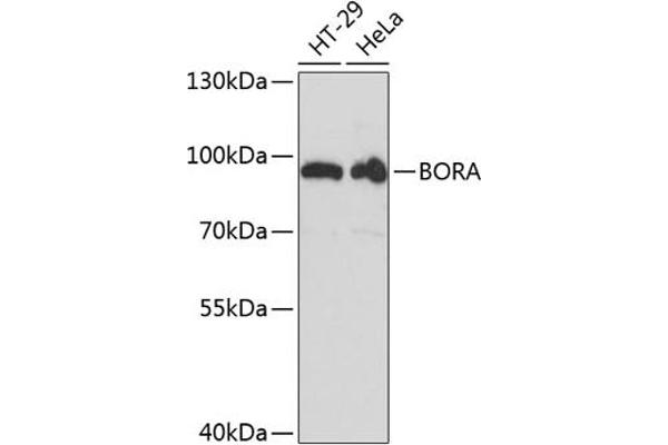 BORA antibody  (AA 320-619)