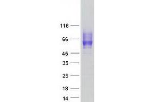 Western Blotting (WB) image for CD200 Receptor 1 (CD200R1) (Transcript Variant 1) protein (Myc-DYKDDDDK Tag) (ABIN2713492)