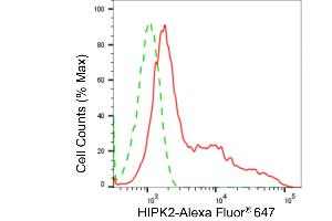 anti-Homeodomain Interacting Protein Kinase 2 (HIPK2) antibody