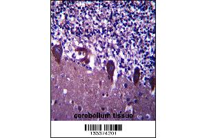 TLE6 Antibody immunohistochemistry analysis in formalin fixed and paraffin embedded human cerebellum tissue followed by peroxidase conjugation of the secondary antibody and DAB staining. (TLE6 antibody  (N-Term))