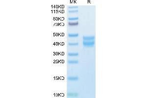 BST1 Protein (AA 25-286) (His tag)