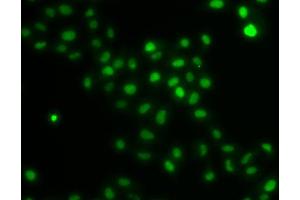 Immunofluorescence (IF) image for anti-HIRA Interacting Protein 3 (HIRIP3) (AA 417-556) antibody (ABIN6141779)