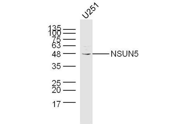 NSUN5 Antikörper  (AA 2-100)
