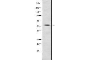 SLC7A10 antibody  (Internal Region)