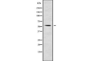 Western blot analysis SLC7A10 using RAW264. (SLC7A10 antibody  (Internal Region))