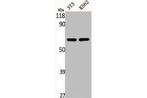 Western Blot analysis of NIH-3T3 K562 cells using CSRNP2 Polyclonal Antibody (CSRNP2 antibody  (Internal Region))