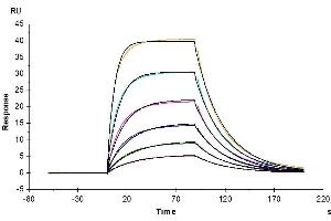 Mouse IL-2 R alpha, His Tag immobilized on CM5 Chip can bind Mouse IL-2, His Tag with an affinity constant of 30. (CD25 Protein (AA 22-236) (His tag))