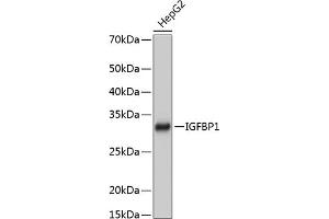 Western blot analysis of extracts of HepG2 cells, using IGFBP1 Rabbit mAb (ABIN7267906) at 1:1000 dilution. (IGFBPI antibody)