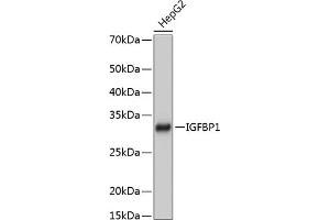 Western blot analysis of extracts of HepG2 cells, using IGFBP1 Rabbit mAb (ABIN7267906) at 1:1000 dilution.