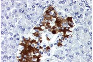 Human Pancreas (formalin-fixed, paraffin-embedded) stained with INS antibody ABIN337134 at 10 ug/ml followed by biotinylated anti-mouse IgG secondary antibody ABIN481714, alkaline phosphatase-streptavidin and chromogen. (Insulin antibody  (HRP))