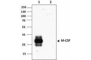 Western Blotting (WB) image for anti-Colony Stimulating Factor 1 (Macrophage) (CSF1) antibody (ABIN2665252)