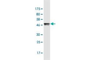 Western Blot detection against Immunogen (47. (HMGB2 antibody  (AA 1-195))