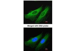 ICC/IF Image Immunofluorescence analysis of paraformaldehyde-fixed HeLa, using HL, antibody at 1:200 dilution. (HMGCL antibody  (full length))