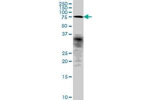 FLJ10996 MaxPab polyclonal antibody. (CCDC93 antibody  (AA 1-631))