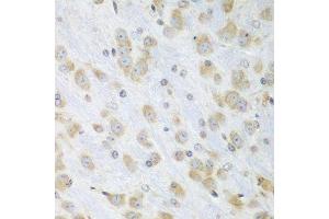 Immunohistochemistry of paraffin-embedded mouse brain using PDIA3 antibody. (PDIA3 antibody  (AA 206-505))