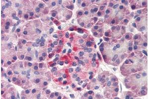 Human Pancreas (formalin-fixed, paraffin-embedded) stained with DERL3 antibody ABIN298639 at 20 ug/ml followed by biotinylated goat anti-rabbit IgG secondary antibody ABIN481713, alkaline phosphatase-streptavidin and chromogen. (Derlin-3 antibody  (N-Term))