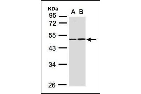 Isocitrate Dehydrogenase antibody