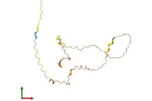 AlphaFold protein structure predicition of Human Recombinant FOXL2NB Protein, UniprotID Q6ZUU3 (FOXL2NB Protein (AA 1-175) (His tag))