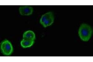 Immunofluorescent analysis of HepG2 cells using ABIN7169570 at dilution of 1:100 and Alexa Fluor 488-congugated AffiniPure Goat Anti-Rabbit IgG(H+L) (NEU1 antibody  (AA 201-415))