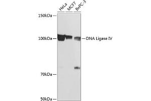 Western blot analysis of extracts of various cell lines, using DNA Ligase IV Rabbit mAb (ABIN7268253) at 1:1000 dilution. (LIG4 antibody)