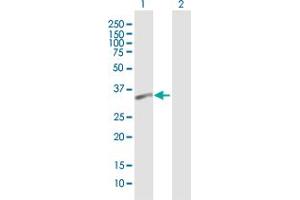 Western Blot analysis of PSTPIP2 expression in transfected 293T cell line by PSTPIP2 MaxPab polyclonal antibody. (PSTPIP2 antibody  (AA 1-312))