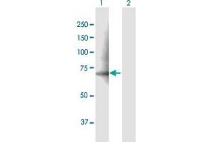 Western Blot analysis of PDE12 expression in transfected 293T cell line by PDE12 MaxPab polyclonal antibody. (PDE12 antibody  (AA 1-575))