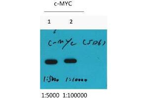 Western Blot (WB) analysis of Recombinant protein, diluted at at 1) 1:5000, 2) 1:10000. (Myc Tag antibody)