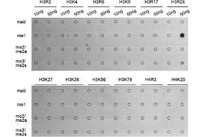 Dot-blot analysis of all sorts of methylation peptides using MonoMethyl-Histone H3-R26 antibody (ABIN3017500, ABIN3017501, ABIN3017502 and ABIN6220121). (Histone 3 antibody  (H3R26me))