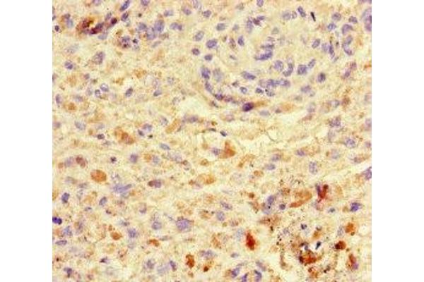 VGLL4 antibody  (AA 43-277)