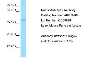 Western Blotting (WB) image for anti-Apelin Receptor (APLNR) (C-Term) antibody (ABIN2788291) (Apelin Receptor antibody  (C-Term))