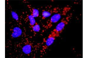 Proximity Ligation Analysis of protein-protein interactions between CDC45L and CDKN1A. (CDC45 antibody  (AA 1-566))